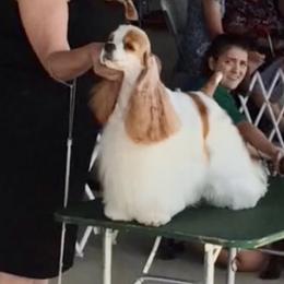 Cocker Spaniels from Dune Cockers
