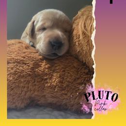 Pink Collar - Pluto - Yellow female Labrador Retriever puppy in Sumerduck, Virginia from Cedar Mountain Retrievers