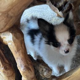 Small Tri Colored Boy - White black and tan male Papillon puppy in Shirley, Arkansas from Lucky Pups