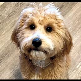 Sadie - Goldendoodle