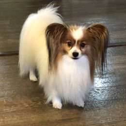 Papillons from Firefly Papillon's