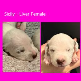 Sicily - White and liver brown female Dalmatian puppy in Lakewood, Colorado from Hapi-Dal Dalmatians and Primetime Whippets