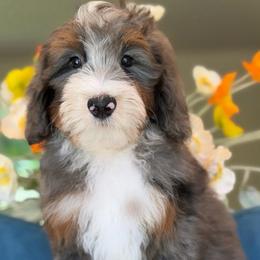 Gavin - Tri-color male Bernedoodle puppy in Yuciapa, California from AlltheDoodlez_