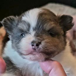 Adkpom Felicity AKC registered 3750 - Blue and tan parti female Pomeranian puppy in Gloversville, New York from ADKPOM Adirondack Pomeranians
