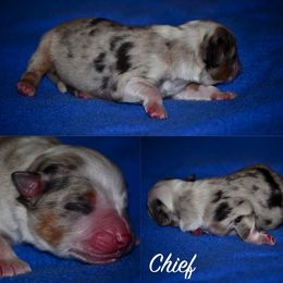 Australian Shepherd Puppies from Saddle Peak Aussies