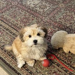 Havanese Puppies from Nanas Havanese
