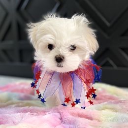 Maltese Puppies from Genice’s Small Wonders