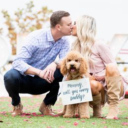 Goldendoodle Puppies from Labradoodleday