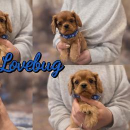 Love Bug- Blue - Ruby male Cavalier King Charles Spaniel puppy in London, Arkansas from Frosty’s Cavaliers