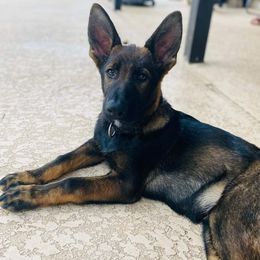 German Shepherd Puppies from Blue Line Shepherds
