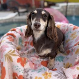 Beignet - Dachshund