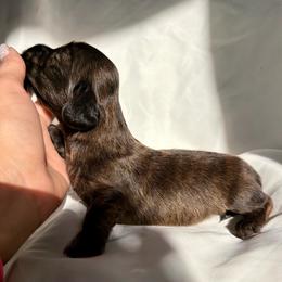 Sequoia - Brindle male Dachshund puppy in Michigan from Hidden Haven Dachshunds