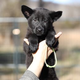 Oakley - Black female German Shepherd puppy in Augusta, West Virginia from Vom Haus Highlands