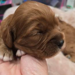 Girl 1 - Red female Cavapoo puppy in Knoxville, Tennessee from Shannan's Cavapoos