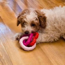 Princess - Cream female Poodle puppy in Sonora, Kentucky from Little Land of Puppies