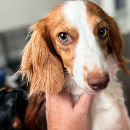 Summer - Dachshund
