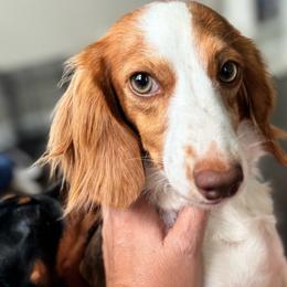 Summer - Dachshund