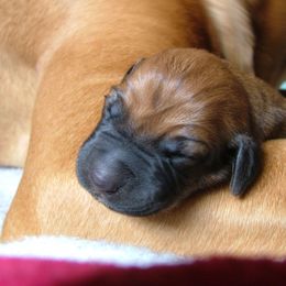 Rhodesian Ridgeback Puppies from Fawn Millette