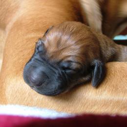 Rhodesian Ridgeback Puppies from Fawn Millette