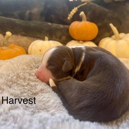 Boy 2 - male Miniature Australian Shepherd puppy in Kentucky from Natural Life Ranch