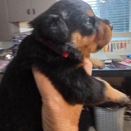 Red boy - Black and mahogany male Rottweiler puppy in Lebanon, Oregon from SOUTH SANTIAM ROTTWEILERS
