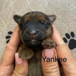 Yankee - Wheaten male Whoodle puppy in Pima, Arizona from Schmidt's K9s