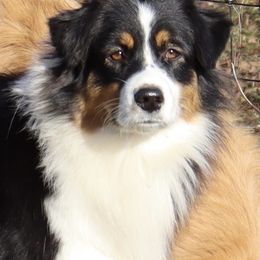 Lindor - Australian Shepherd