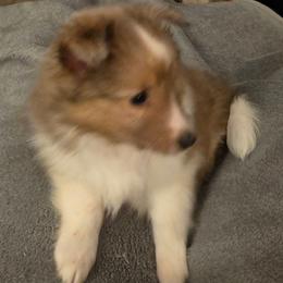 Allly - Sable and white female Shetland Sheepdog puppy in Altha, Florida from Hill Top Shelties