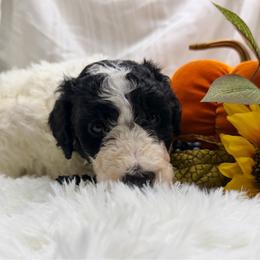 Bones - Black and white male Aussiedoodle puppy in Taylor, Missouri from Pawsitively Doodles