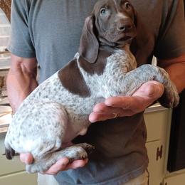 Gator - Liver roan male German Shorthaired Pointer puppy in Elberta, Alabama from Old Orchard Farm