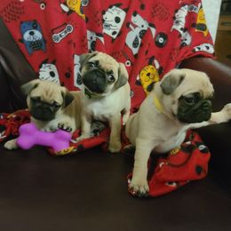 Pug Puppies from Lil'Farm Pugs