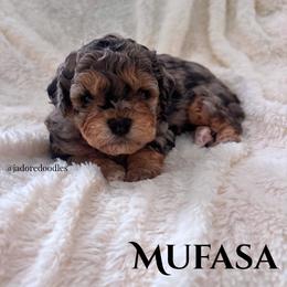 Mufasa - Merle male Cavapoo puppy in Memphis, Tennessee from J'Adore Doodles