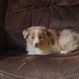 Hazel - Red merle female Australian Shepherd puppy in Mount Clare, West Virginia from Pineview Farms Australian Shepherds
