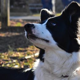 Faye - Border Collie