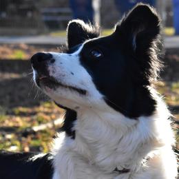 Faye - Border Collie