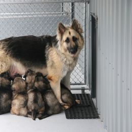 Shiloh Shepherd Puppies from Solace Shilohs