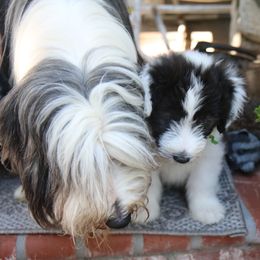 Bearded Collie Puppies from Bodacious Beardies