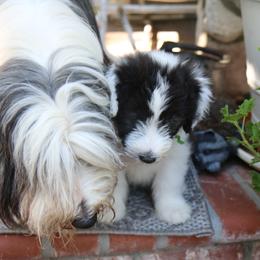 Bearded Collie Puppies from Bodacious Beardies