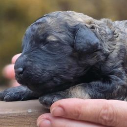 Hee Haw - No Collar - Sable female Poodle puppy in Springfield, Oregon from Valaurah Farms
