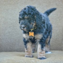 Yellow Collar Female - Phantom female Bernedoodle puppy in Scottsboro, Alabama from Dixie Land Doodles