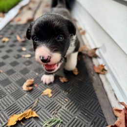 Border Collie Puppies from Ferry Hill Farm