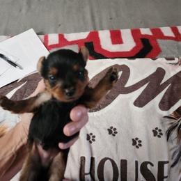 Borff - Black and tan male Yorkshire Terrier puppy in Sidney, Ohio from Little Yorkie World