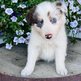 Girl 1 - flower - red merle - Red merle female Border Collie puppy in Minden, Iowa from Rocking N Registered Border Collies & Labradors