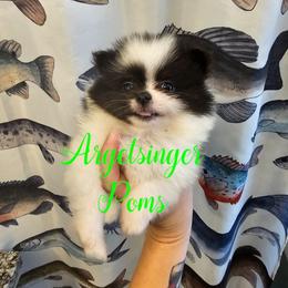 Sonya - Black and tan parti female Pomeranian puppy in Indianola, Iowa from Argetsinger Poms