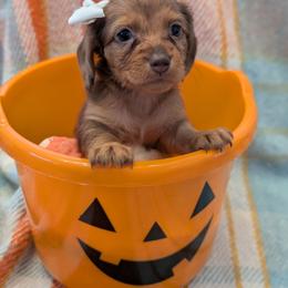 White ribbon - Dapple female Dachshund puppy in Sugarcreek, Ohio from Bahler Street Doxies