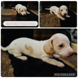 Ellis - Piebald female Dachshund puppy in Licking, Missouri from Piney River Dachshunds