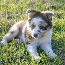 Border Collie Puppies from Chasing Dreams Border Collies