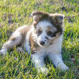Border Collie Puppies from Chasing Dreams Border Collies