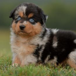 Peter - Blue merle male Miniature Australian Shepherd puppy in Hartman, Arkansas from Southern Edition Aussies