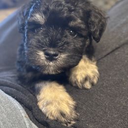 Kyoto - Black and silver male Miniature Schnauzer puppy in Jefferson, Oregon from Whiskey Meadows Miniature Schnauzers